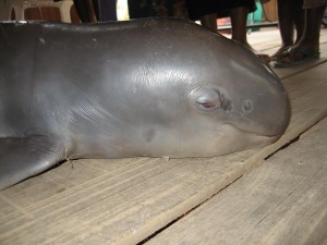 メコン海豚１